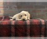 Small Photo #17 Labradoodle Puppy For Sale in LOS ANGELES, CA, USA