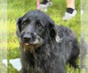 Mutt Dogs for adoption in Yardley, PA, USA