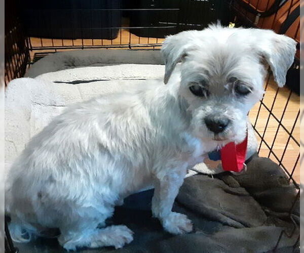 Medium Photo #5 Lhasa Apso-Unknown Mix Puppy For Sale in Deepwater, NJ, USA