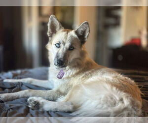 Crue - Female Mutt Dog for Adoption - Photo #2