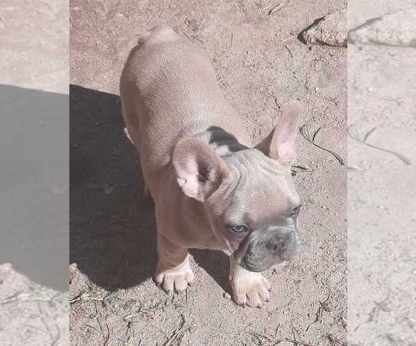 Medium Photo #3 French Bulldog Puppy For Sale in COTTAGEVILLE, SC, USA