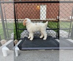 Small Photo #32 Poodle (Standard) Puppy For Sale in MOORES HILL, IN, USA