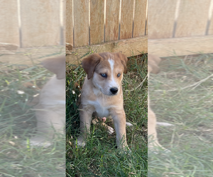 Border Collie-Unknown Mix Dogs for adoption in OKLAHOMA CITY, OK, USA