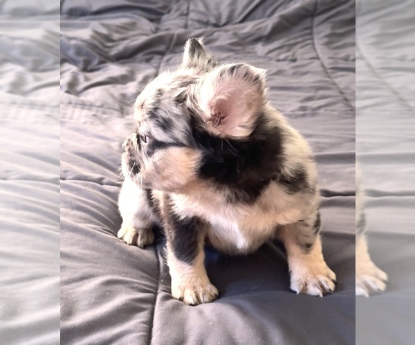 Medium Photo #2 French Bulldog Puppy For Sale in PALMDALE, CA, USA
