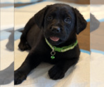 Small #1 Labrador Retriever Mix