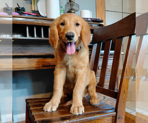 Golden Retriever Puppy for sale in PEYTON, CO, USA