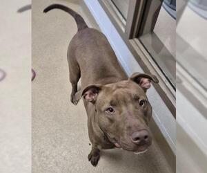 BROWN BETTY - Female Mutt Dog for Adoption - Photo #2