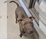 Small #1 Mutt