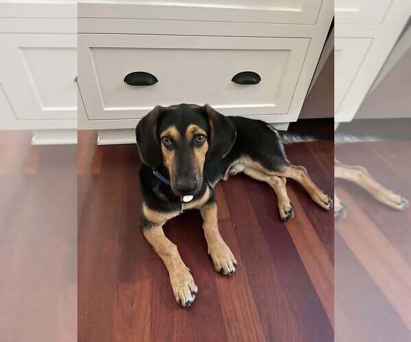 Medium Photo #2 Basset Hound-German Shepherd Dog Mix Puppy For Sale in Petaluma, CA, USA