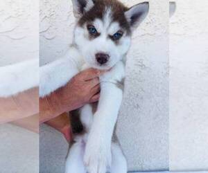 Siberian Husky Puppy for sale in SPG VALLEY LK, CA, USA