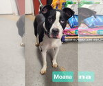 Moana - Female Affenpinscher-Unknown Mix Dog for Adoption - Small photo