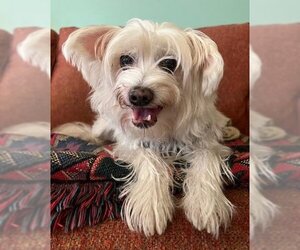 Maltese-Unknown Mix Dogs for adoption in San Diego, CA, USA