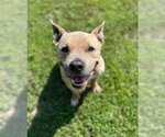 Small Photo #12 American Pit Bull Terrier-American Staffordshire Terrier Mix Puppy For Sale in Spotsylvania, VA, USA