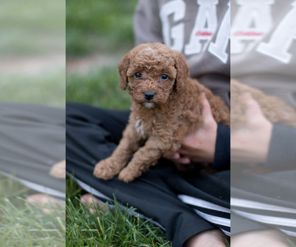 Medium Photo #21 Goldendoodle (Miniature) Puppy For Sale in DENVER, PA, USA