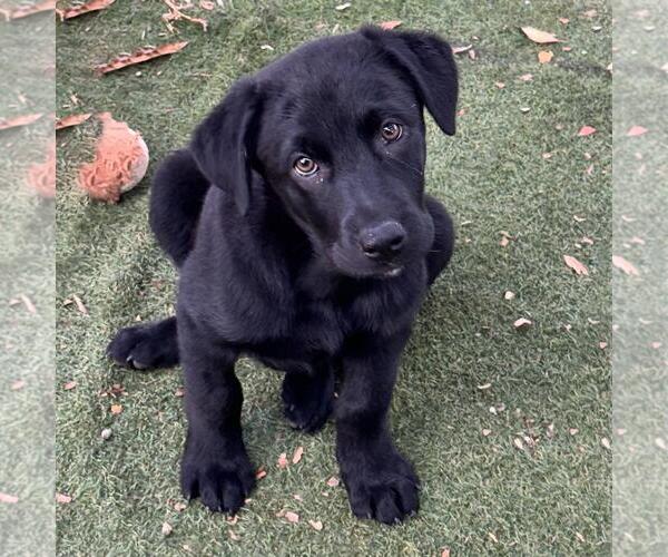 Medium Photo #4 Labrador Retriever-Unknown Mix Puppy For Sale in San Diego, CA, USA