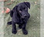 Small #3 Labrador Retriever Mix