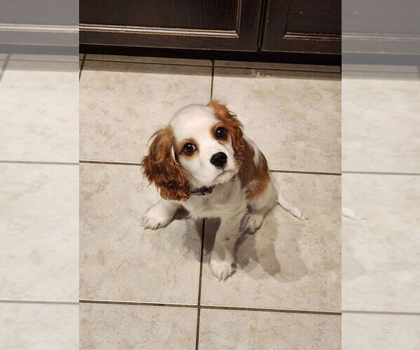 Medium Photo #6 Cavalier King Charles Spaniel Puppy For Sale in Brights Grove, Ontario, Canada