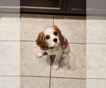 Small #5 Cavalier King Charles Spaniel