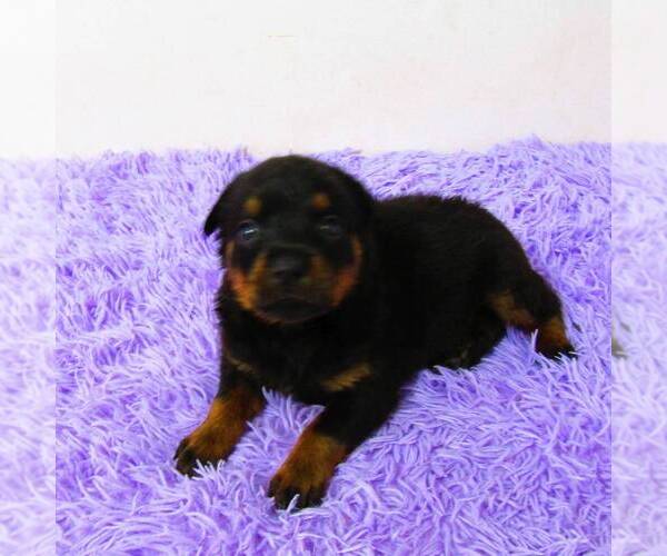 Medium Photo #2 Rottweiler Puppy For Sale in NEW HAVEN, IN, USA