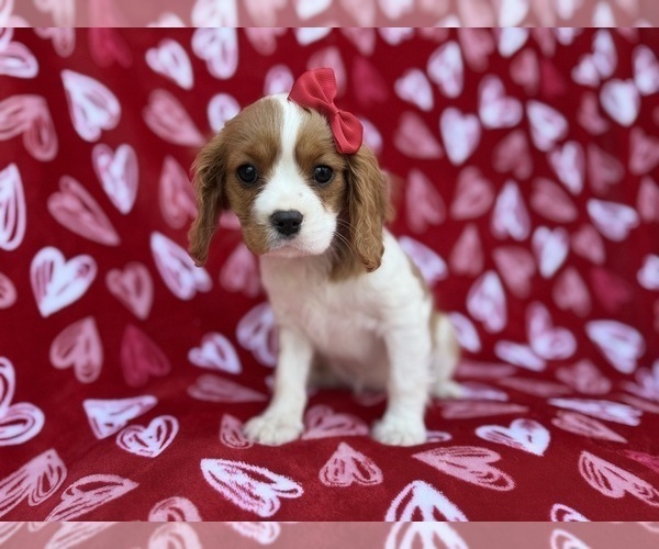 Medium Photo #4 Cavalier King Charles Spaniel Puppy For Sale in LAKELAND, FL, USA