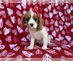 Small #3 Cavalier King Charles Spaniel