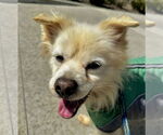 Small #3 Pomeranian Mix