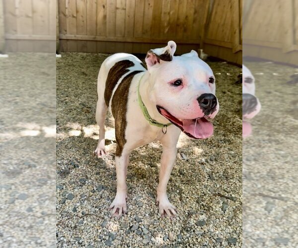 Medium Photo #10 Bullboxer Pit Puppy For Sale in Brewster, NY, USA