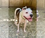 Small #9 Bullboxer Pit