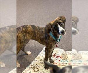 Unknown-Whippet Mix Dogs for adoption in Plano, TX, USA