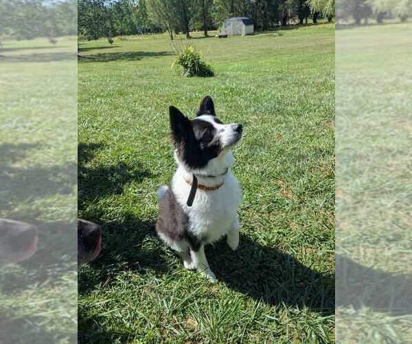 Medium Photo #2 American Eskimo Dog Puppy For Sale in Pikesville, MD, USA