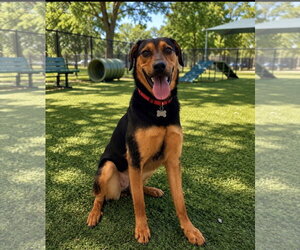 Lola - Female Mutt Dog for Adoption - Photo #4