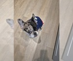 Small #4 French Bulldog