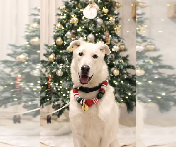 Medium Photo #2 Mutt Puppy For Sale in Menifee, CA, USA