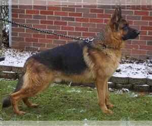 Father of the German Shepherd Dog puppies born on 11/02/2021