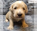 Puppy 2 Labradoodle