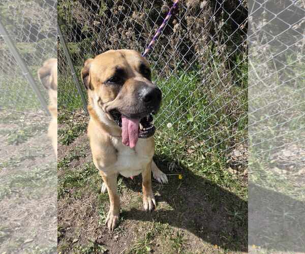 Medium Photo #5 Mastiff-Unknown Mix Puppy For Sale in Crystal, MN, USA