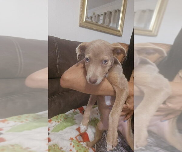 Medium Photo #1 Unknown-Weimaraner Mix Puppy For Sale in New York, NY, USA