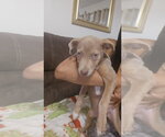 Small Weimaraner Mix