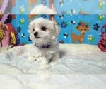 Puppy Sweetheart Maltese