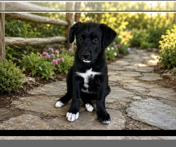 Medium Photo #1 Shepradors Puppy For Sale in Macon, MO, USA
