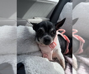 Chihuahua-Unknown Mix Dogs for adoption in Mooresville, NC, USA