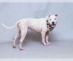 Small Bull Terrier Mix