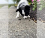 Small #5 Papillon