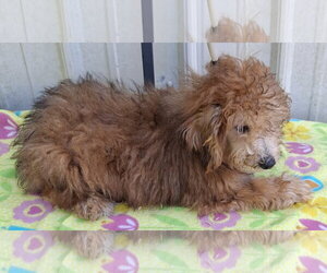 Rusty - Male Poodle (Toy) Dog for Adoption - Photo #3