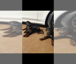 Small Photo #11 Doberman Pinscher Puppy For Sale in PASO ROBLES, CA, USA