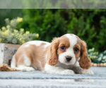 Puppy Curt Cavalier King Charles Spaniel