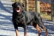 Medium Photo #1 Rottweiler Puppy For Sale in NEW HOLLAND, PA, USA