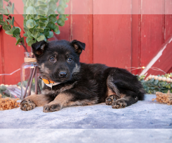 Medium Photo #18 German Shepherd Dog Puppy For Sale in GREENWICH, OH, USA