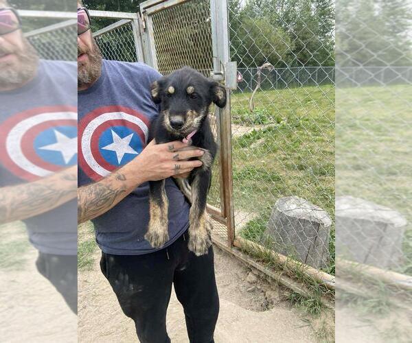 Medium Photo #2 Mutt Puppy For Sale in Calgary, Alberta, Canada