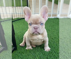 French Bulldog Puppy for sale in LAS VEGAS, NV, USA